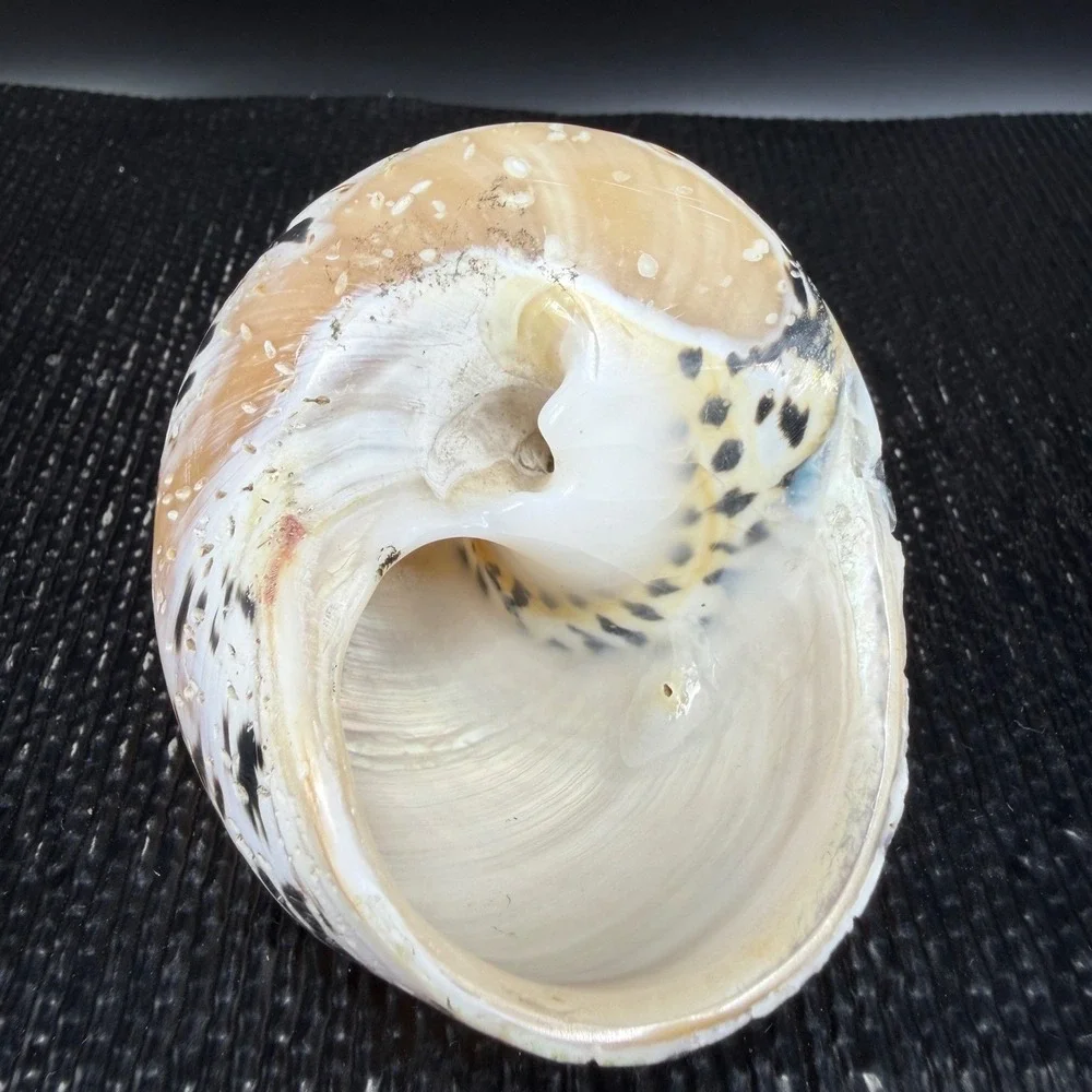 Polished Turbo Marmoratus Sea Shell Pearlescent Green Turban Mother of Pearl 3